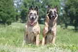 MALINOIS 797